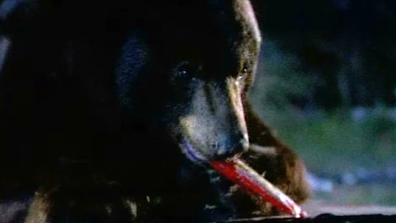 Bear Steals Halloween Candy Great Outdoors