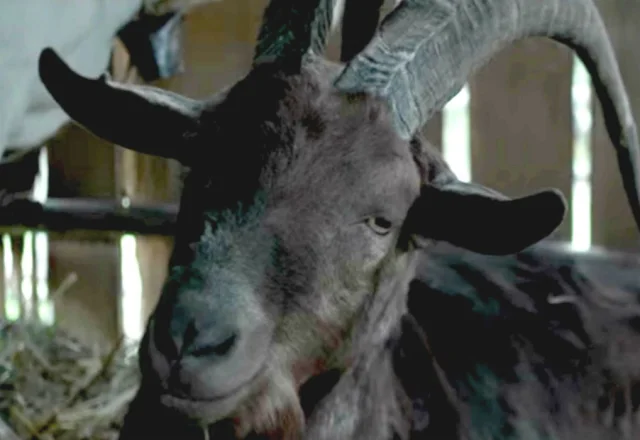 Black Phillip Butter Dish