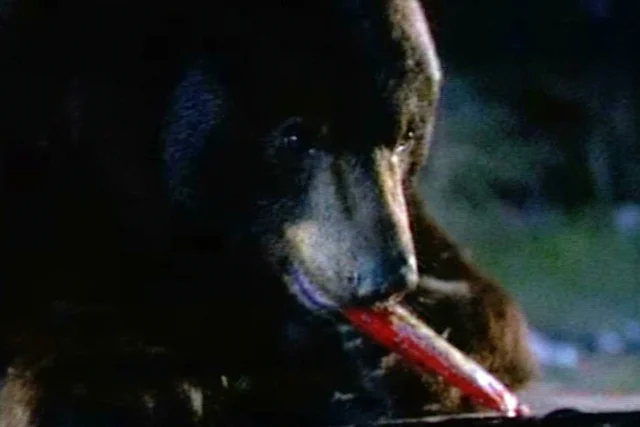 Bear Steals Halloween Candy Great Outdoors