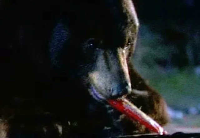 Bear Steals Halloween Candy Great Outdoors